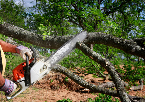 Trusted Levittown, PA Tree Service Experts